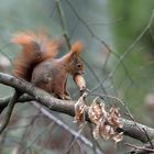 Eichhörnchen als Selbstversorger