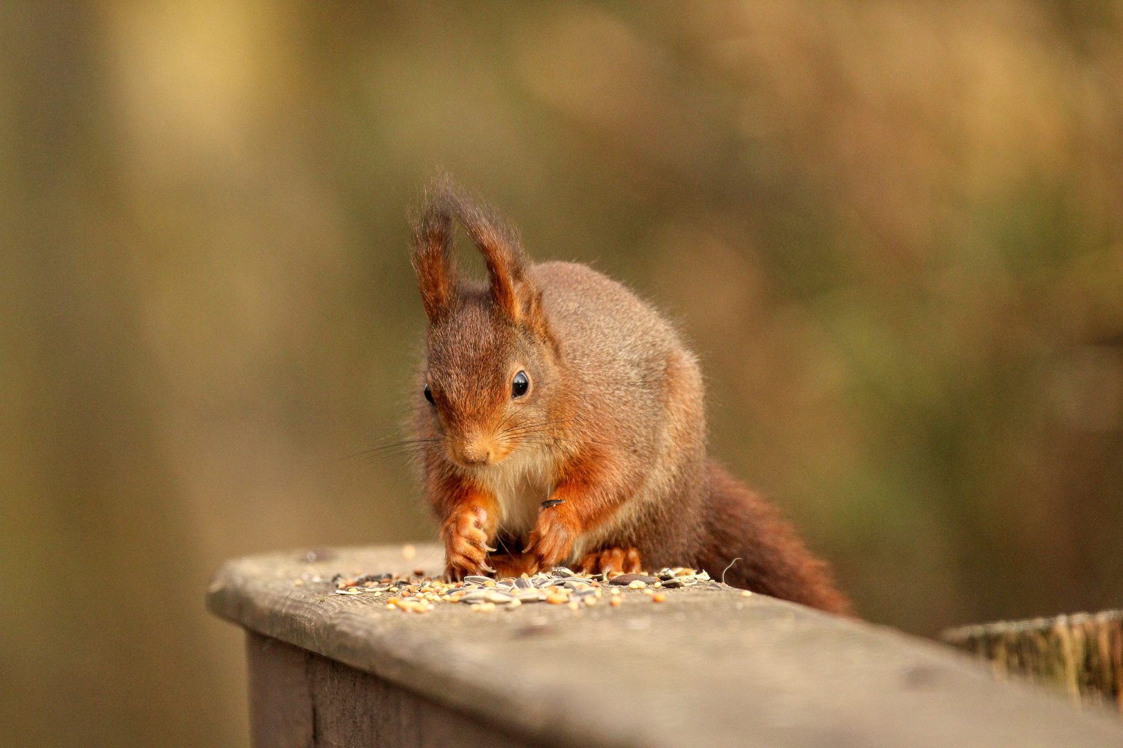 Eichhörnchen als Vogelfutter Dieb