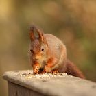 Eichhörnchen als Vogelfutter Dieb