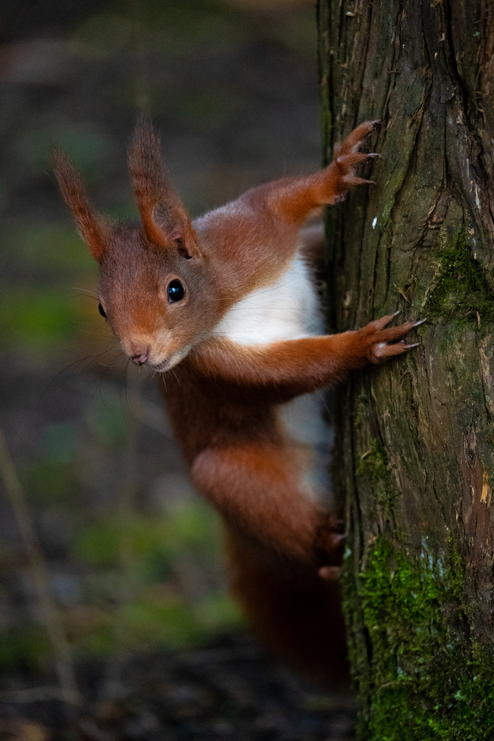 Eichhörnchen am Baum