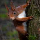 Eichhörnchen am Baum