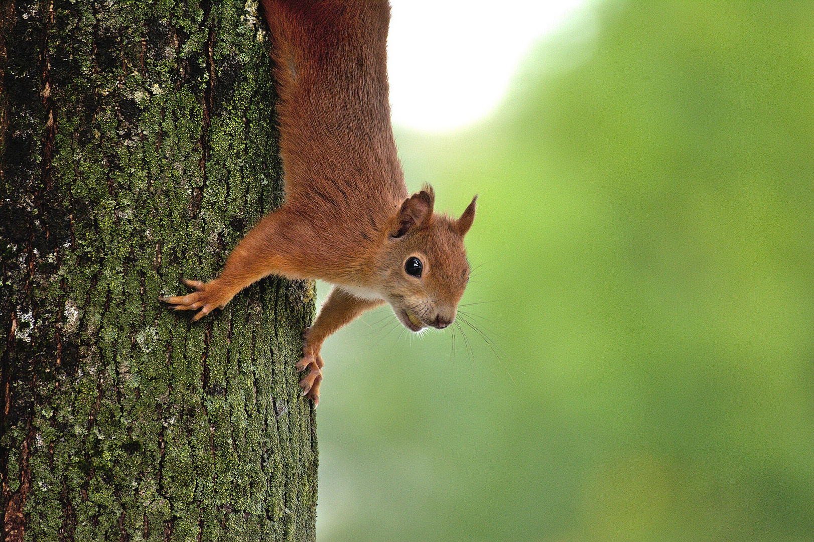 Eichhörnchen am Baum