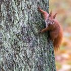 "Eichhörnchen am Baum 2023"