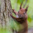 "Eichhörnchen am Baum 2024"