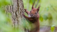 "Eichhörnchen am Baum 2024"