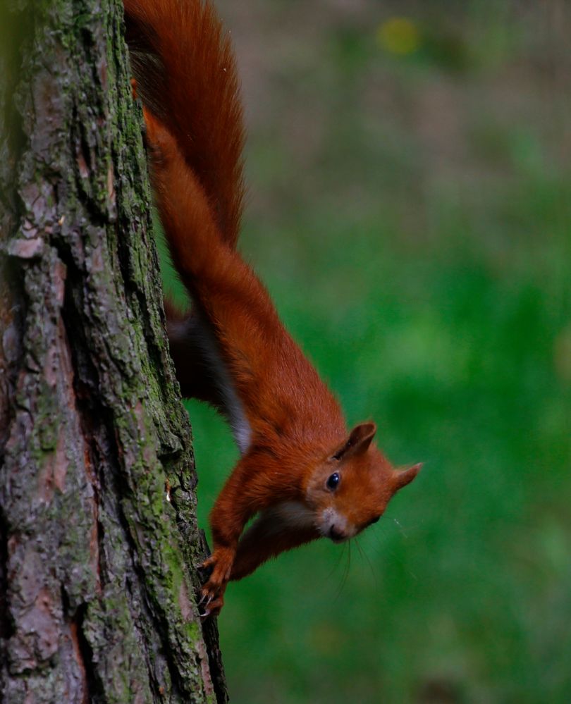 Eichhörnchen am Baum