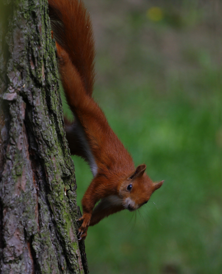 Eichhörnchen am Baum