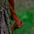 Eichhörnchen am Baum