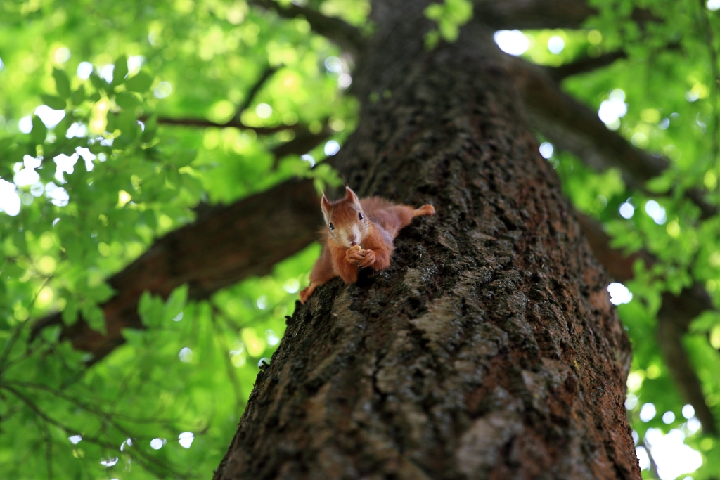 Eichhörnchen am Baum