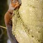 Eichhörnchen am Baum