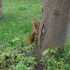 Eichhörnchen am Baum