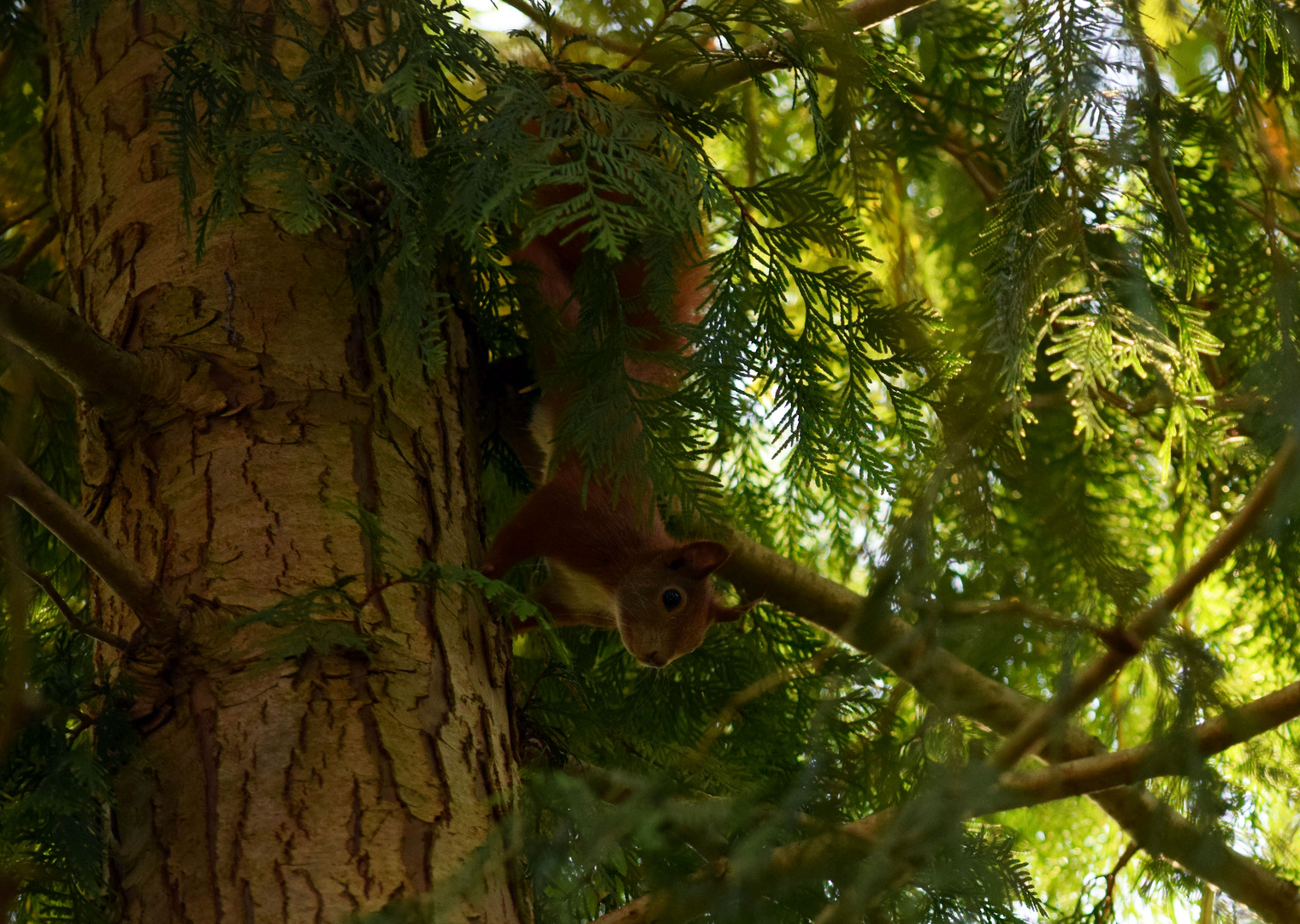 Eichhörnchen am Baum