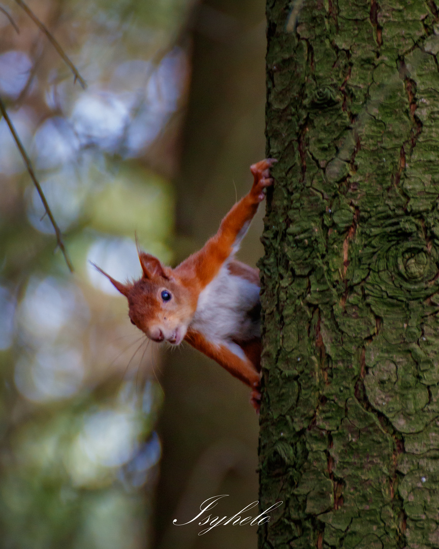 Eichhörnchen am Baum