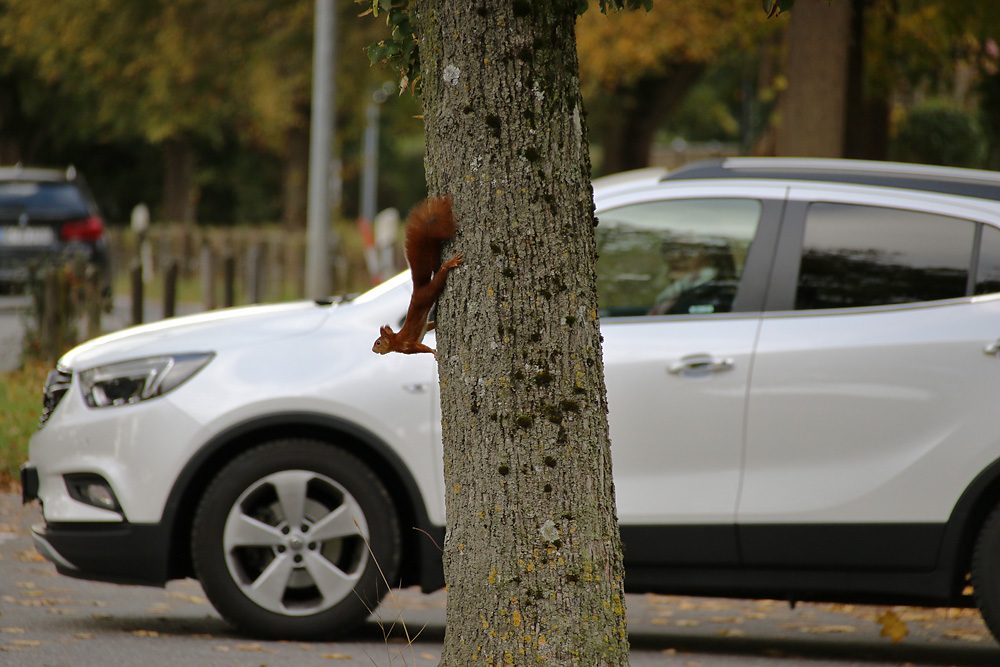 Eichhörnchen am Baumstamm