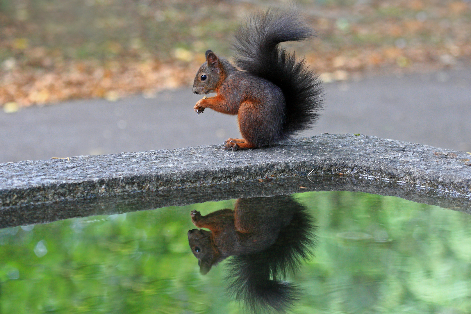 Eichhörnchen am Brunnen.