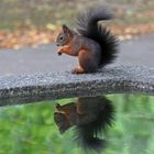 Eichhörnchen am Brunnen.