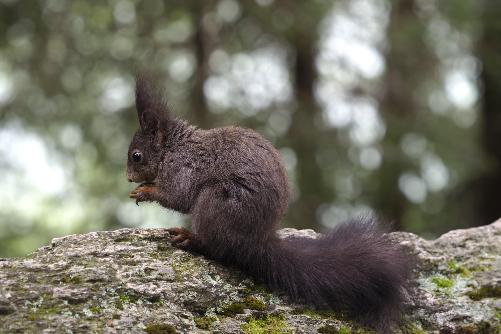 Eichhörnchen am Davosersee, ohne Nachbearbeitung