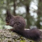 Eichhörnchen am Davosersee, ohne Nachbearbeitung