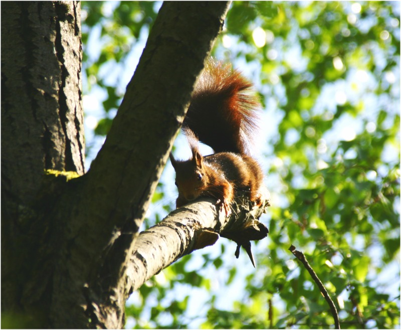 Eichhörnchen am Earth Day