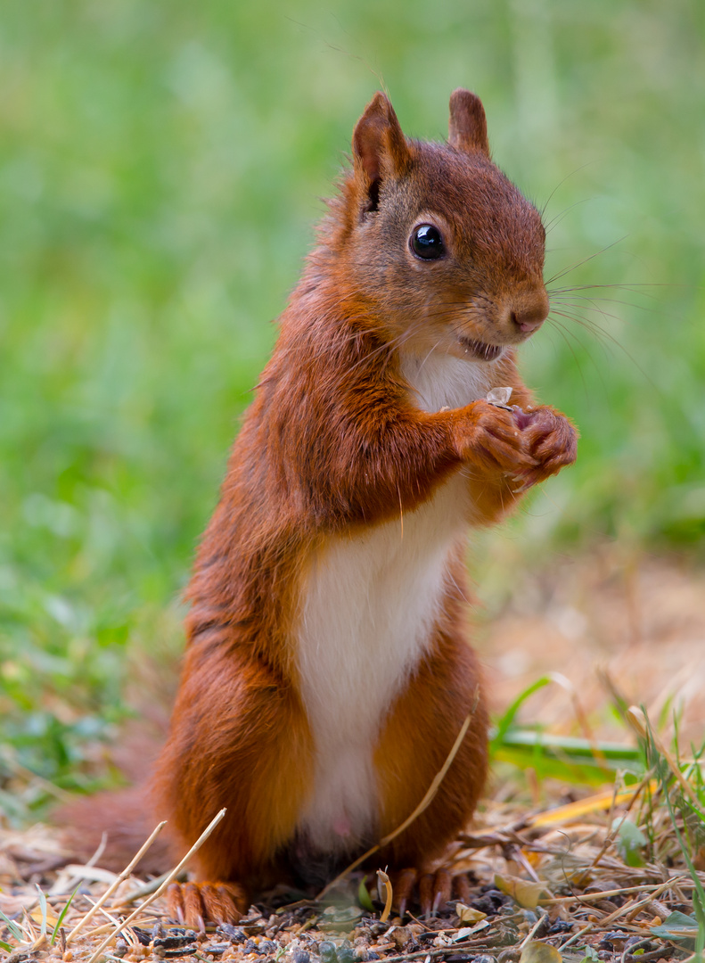 Eichhörnchen am Frühstücken...