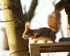 Eichhörnchen am Futterhäuschen