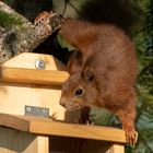 Eichhörnchen am Futterhäuschen