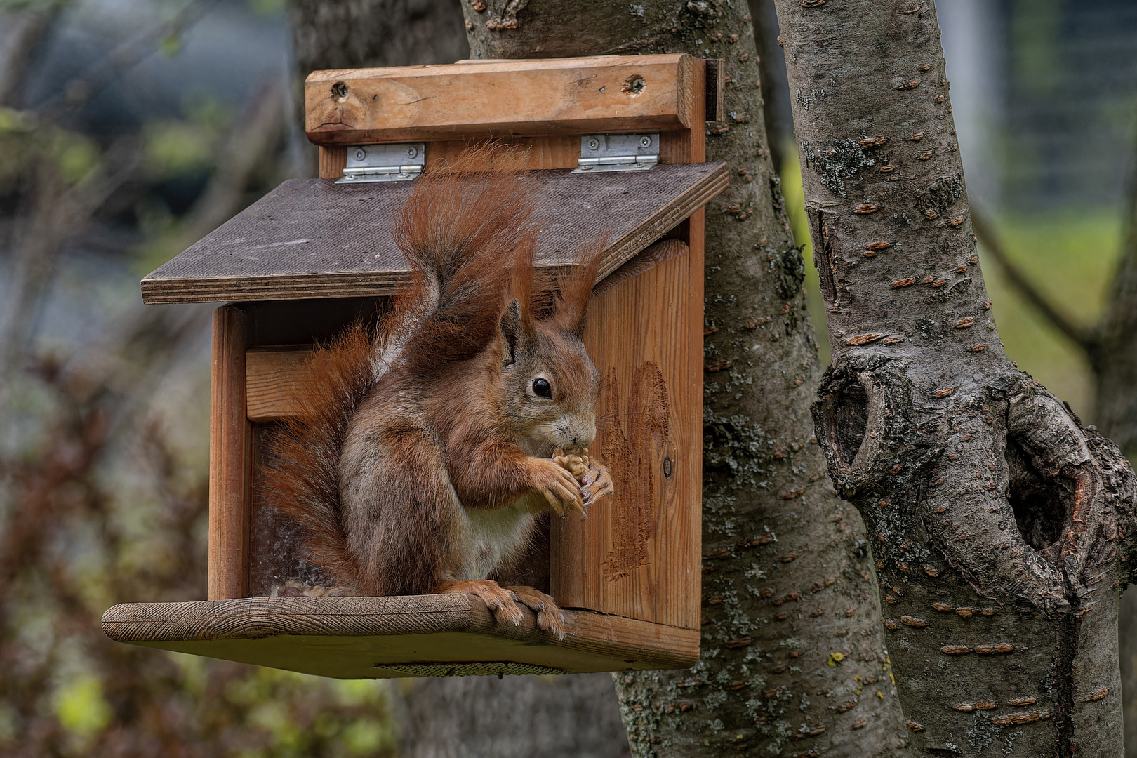  Eichhörnchen am Futterhaus