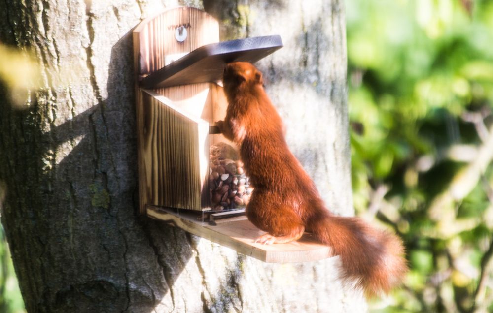 Eichhörnchen am Futterkasten