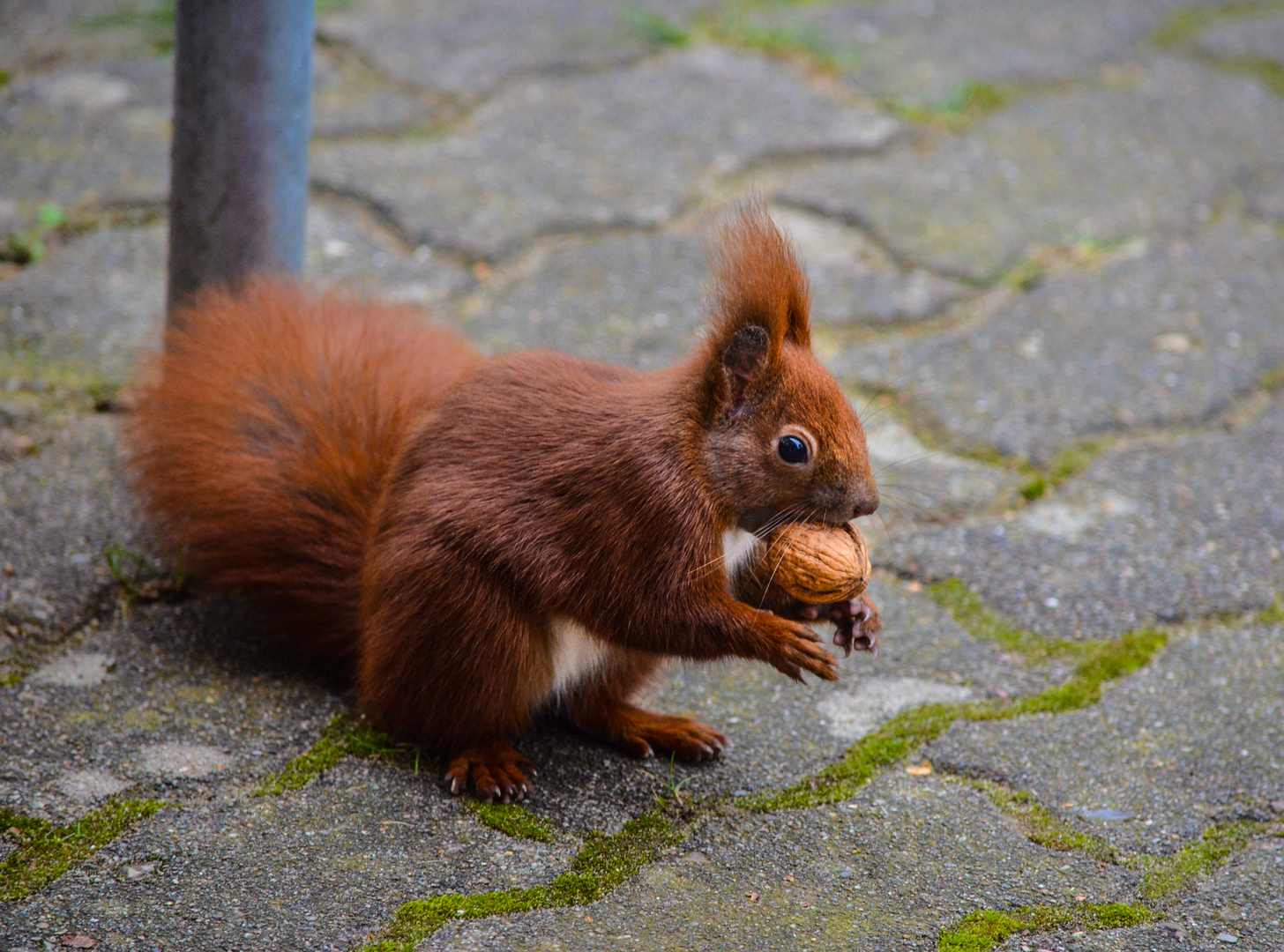 Eichhörnchen am Futtern