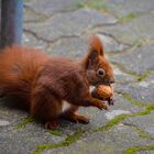 Eichhörnchen am Futtern