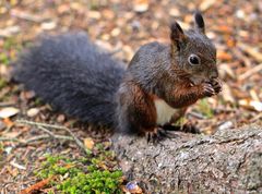 Eichhörnchen am futtern...