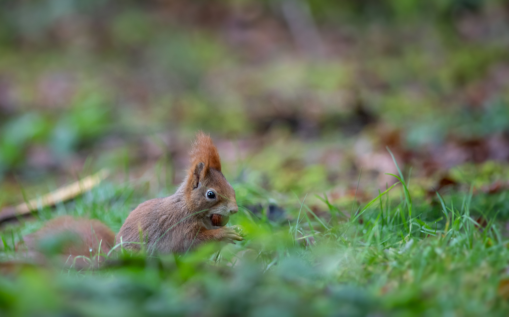 Eichhörnchen am Futtern