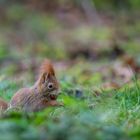 Eichhörnchen am Futtern