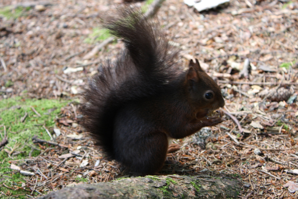 Eichhörnchen am futtern