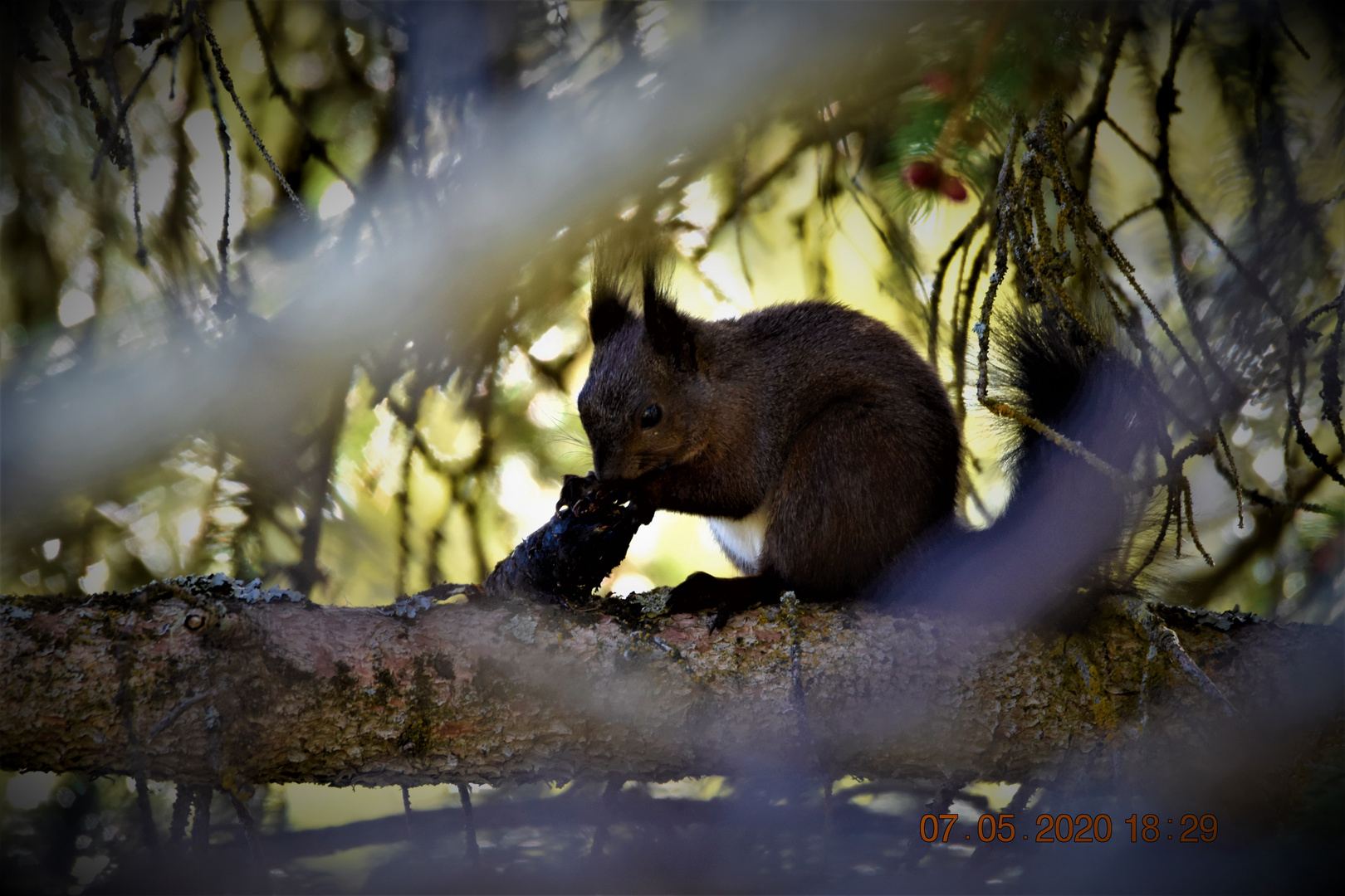 Eichhörnchen am futtern 