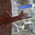 Eichhörnchen am Futterspender