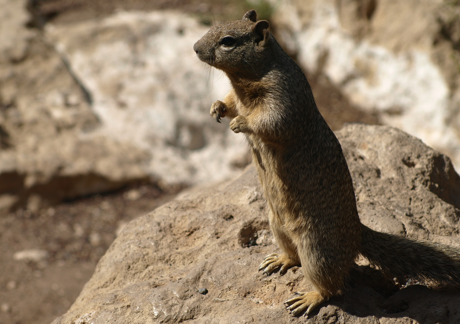 Eichhörnchen am Grand Canyon 3