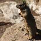 Eichhörnchen am Grand Canyon 3