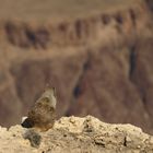 Eichhörnchen am Grand Canyon