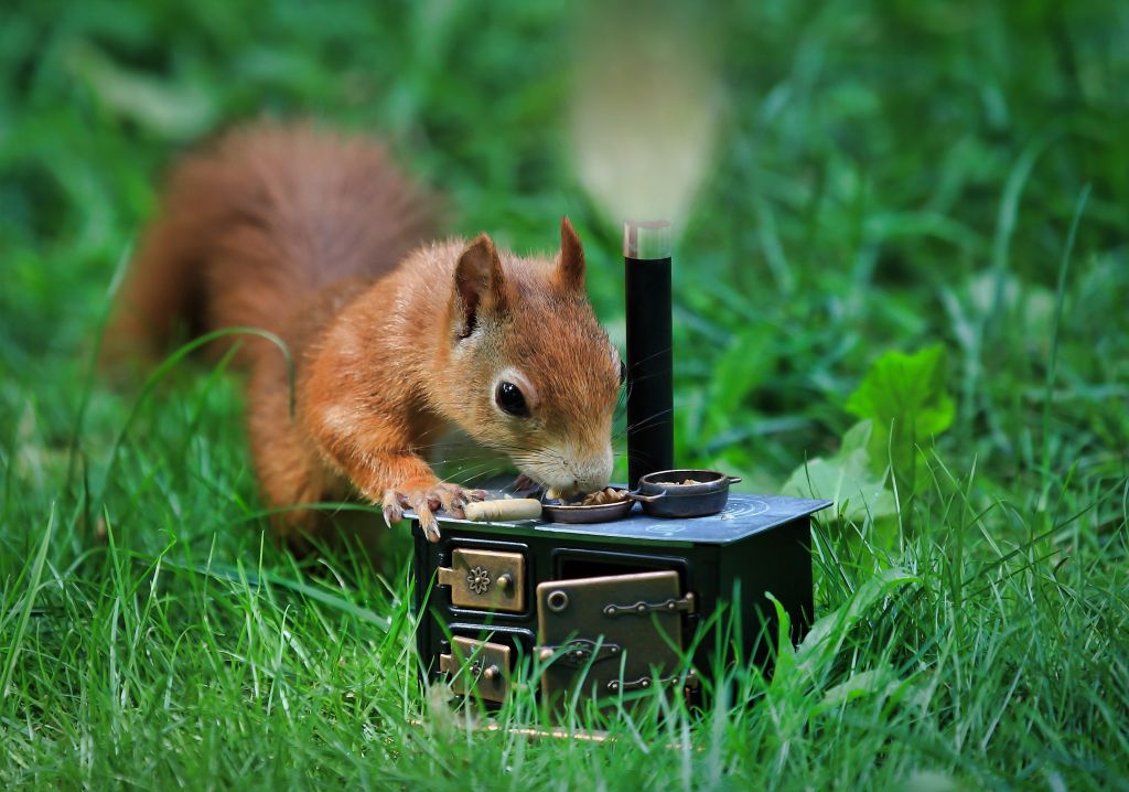 Eichhörnchen am Herd