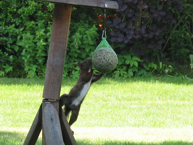 Eichhörnchen am Klauen