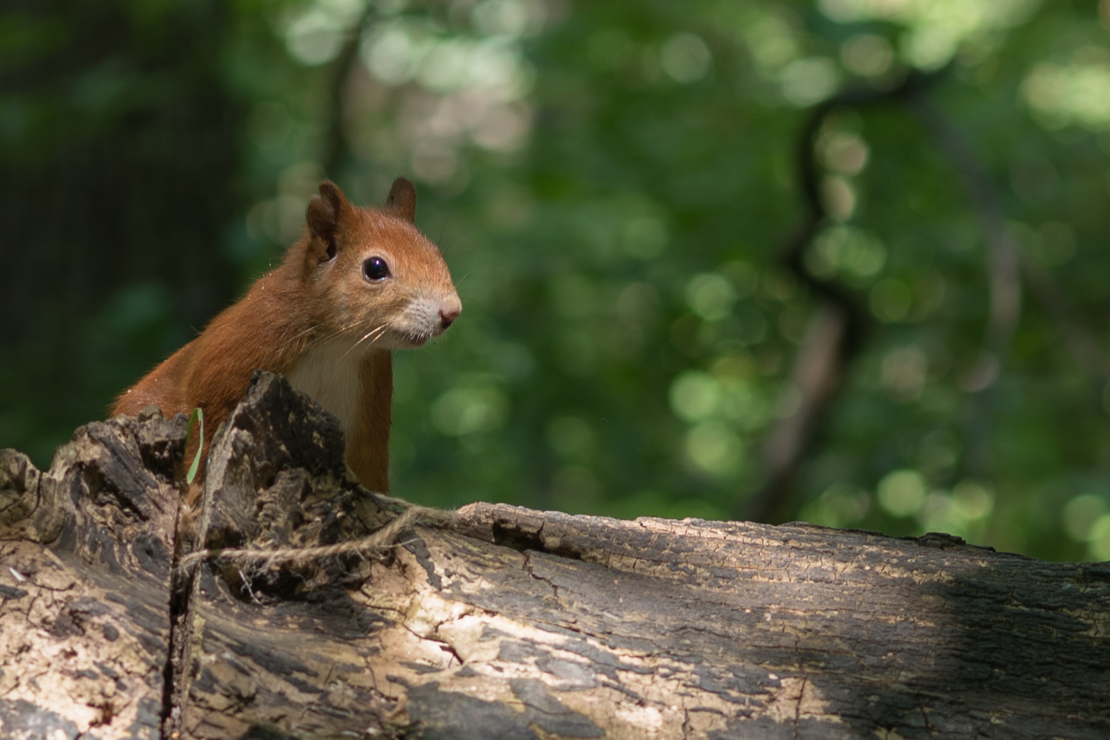 Eichhörnchen am Monrepos