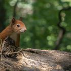 Eichhörnchen am Monrepos