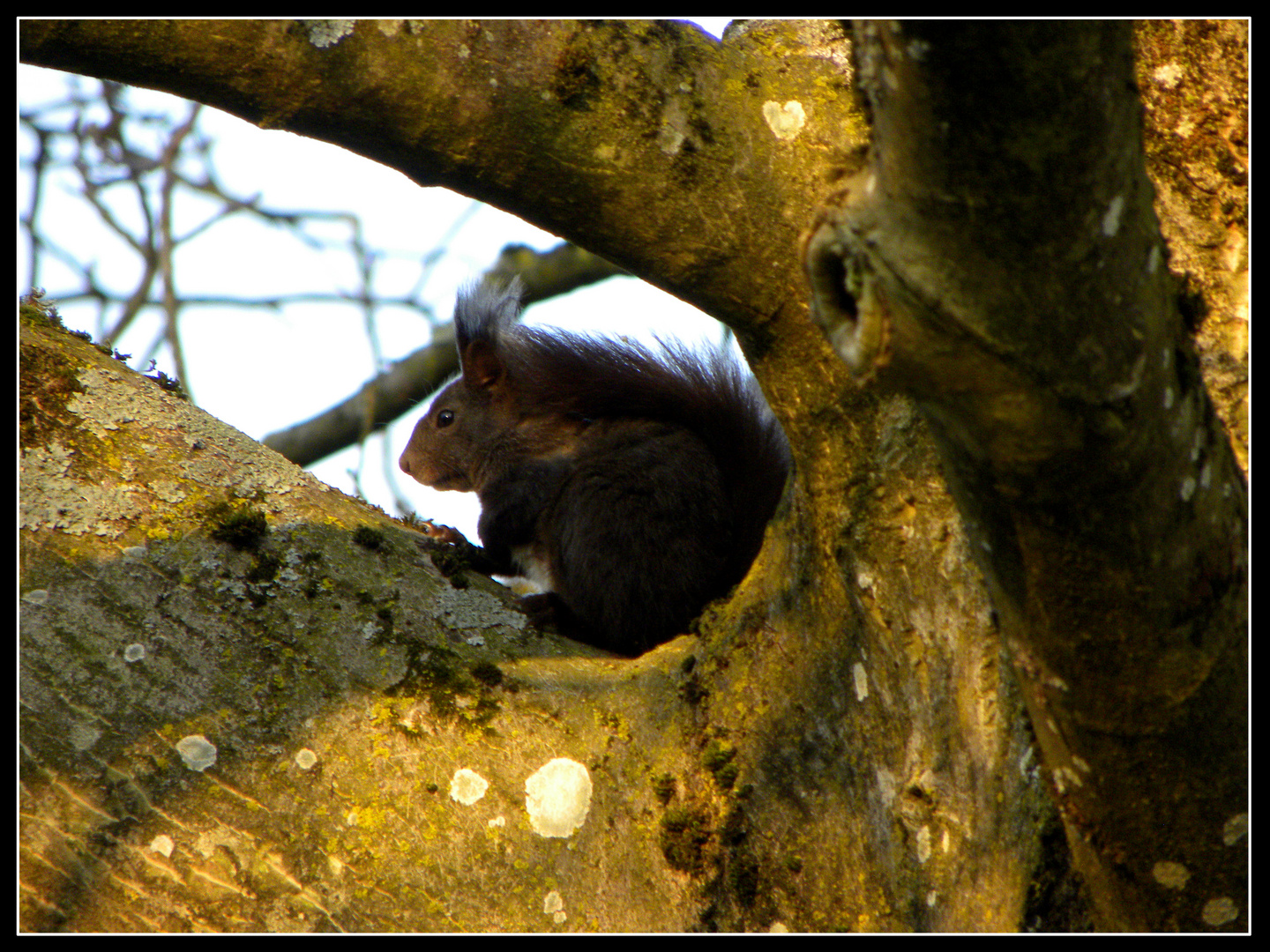 Eichhörnchen am Morgen, vertreibt...