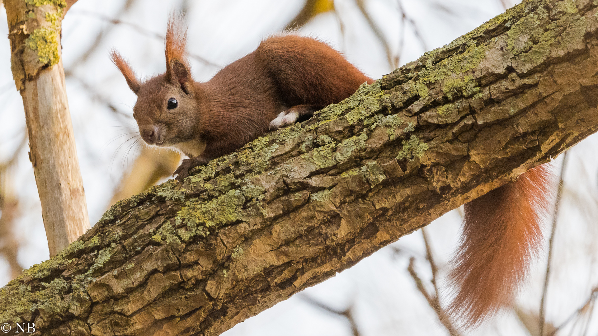 "Eichhörnchen am Neujahrstag 2023"