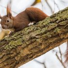 "Eichhörnchen am Neujahrstag 2023"