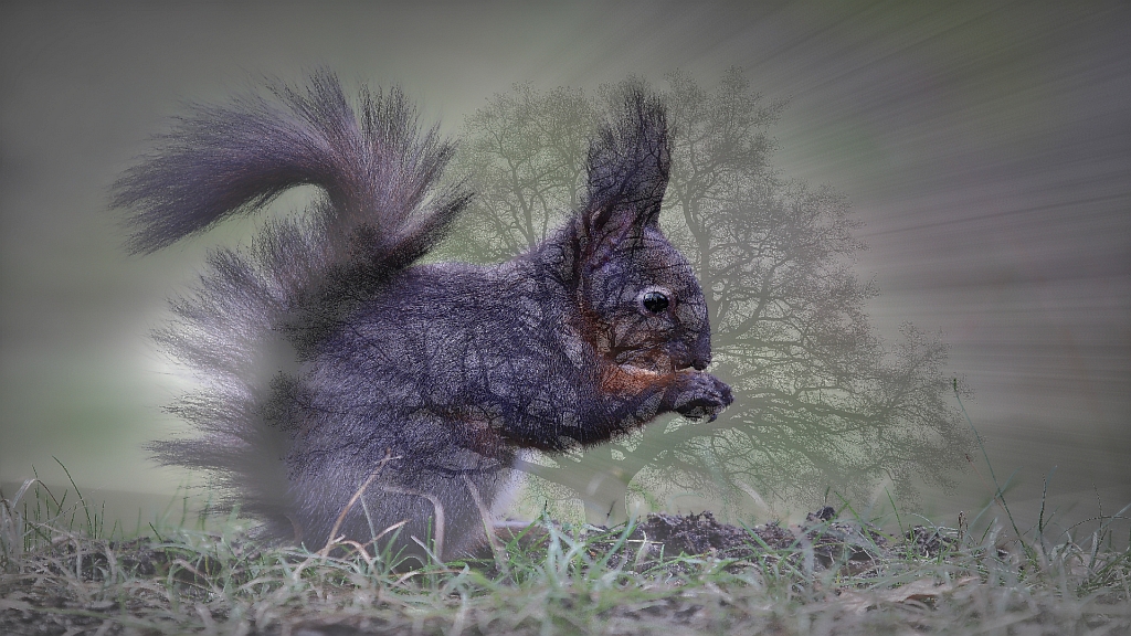 Eichhörnchen am Nussbaum