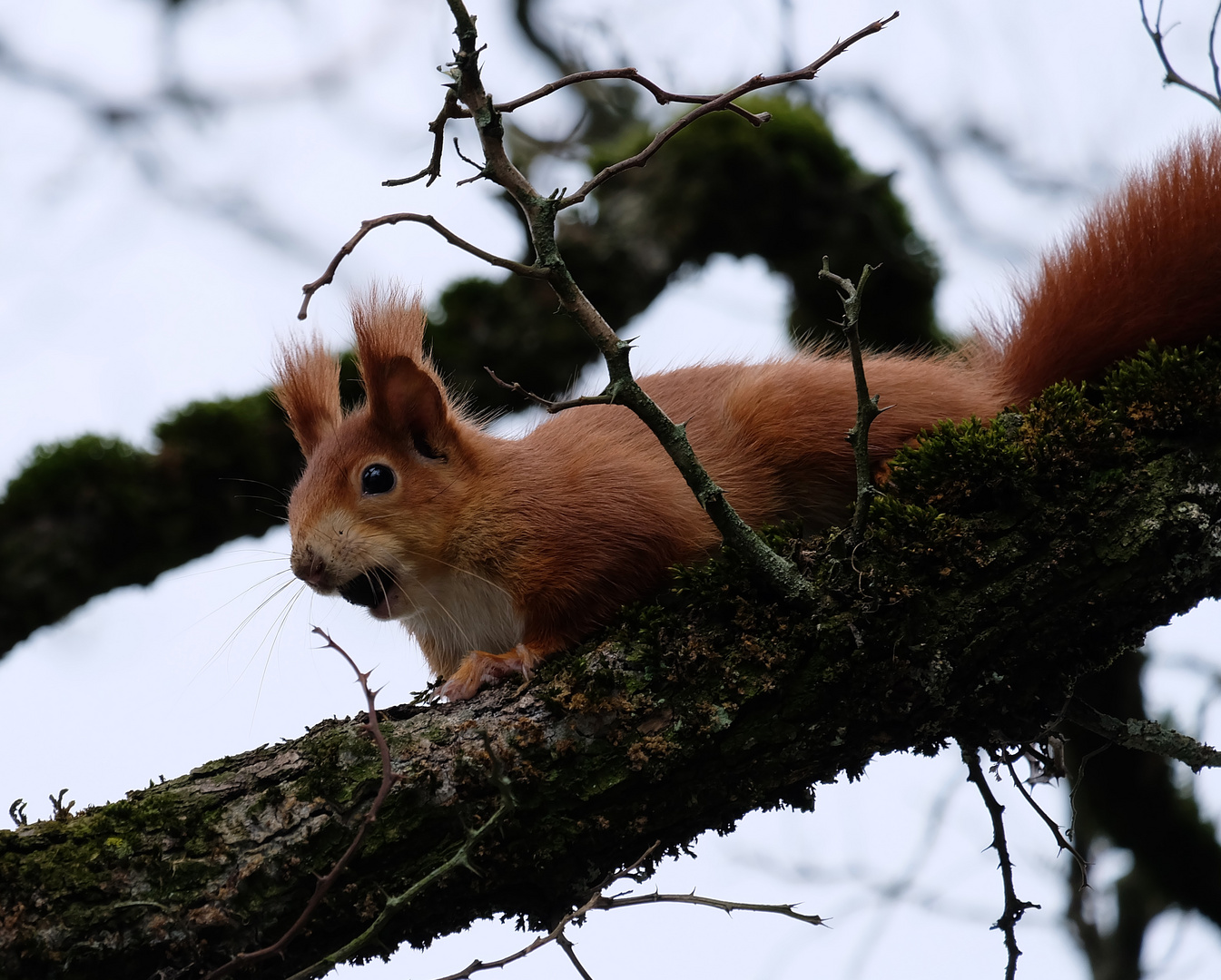 Eichhörnchen am Rhein gestern