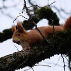 Eichhörnchen am Rhein gestern