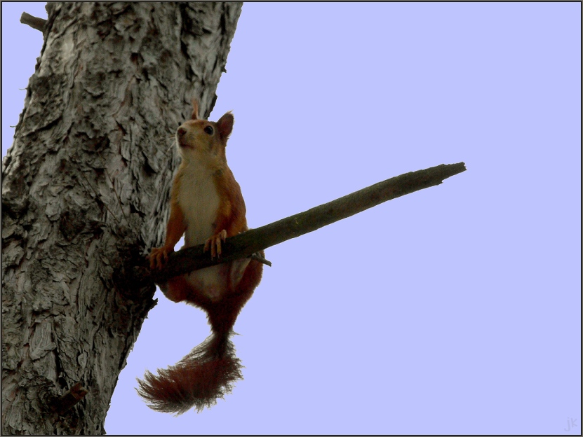 eichhörnchen am sicheren baum...